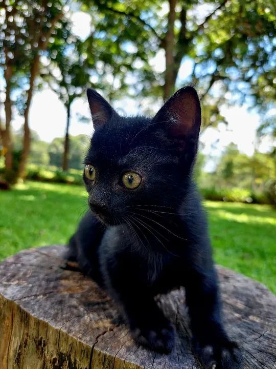 Dois gatinhos pretos fofinhos para adoção - Foto 2