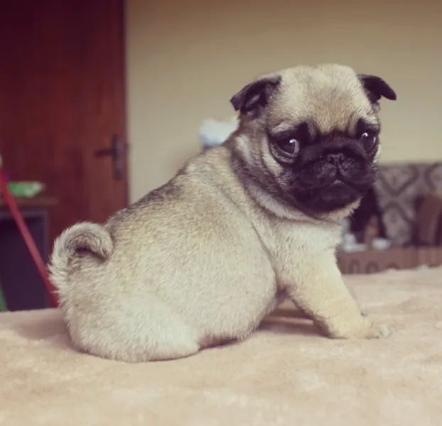 Pug trabalhamos com mais de 20 raças. - Foto 3