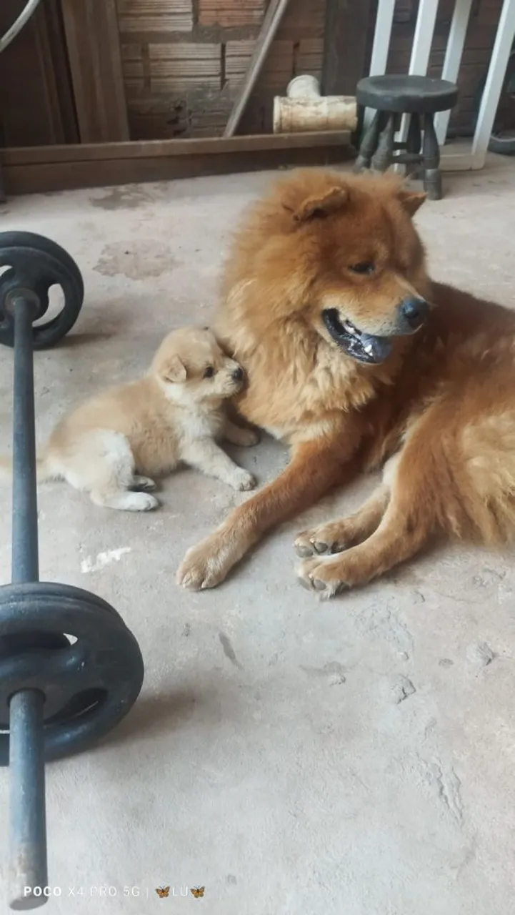 Chow Chow Filhote 