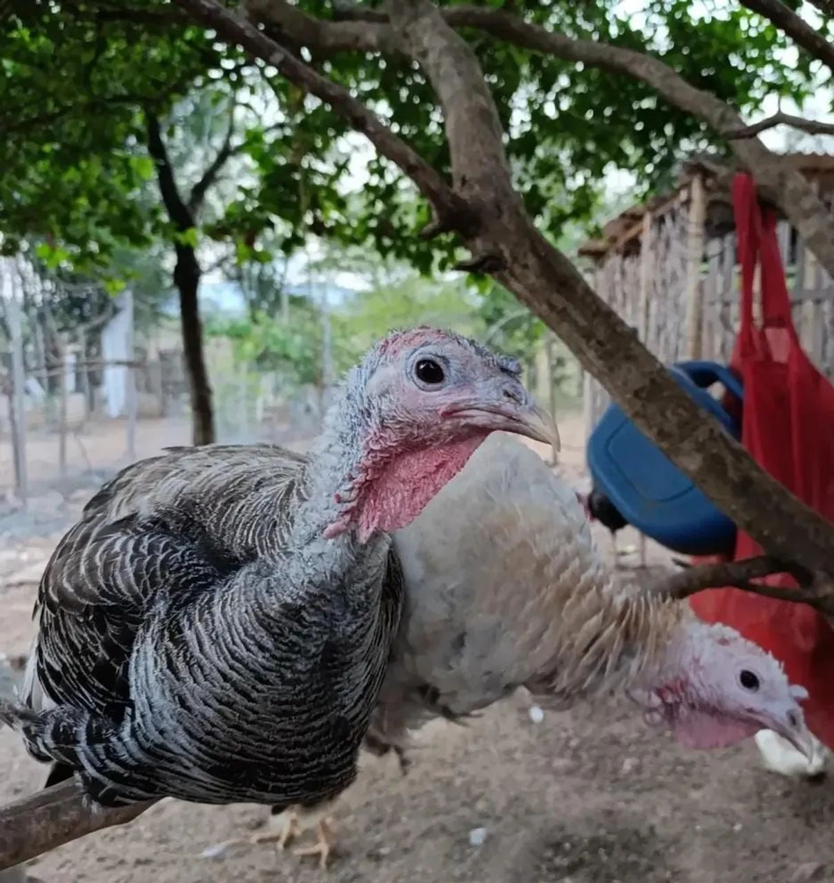 Ovos Férteis de Peru 