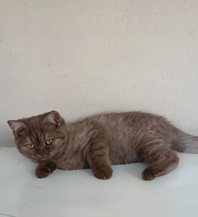 Gatinho British Shorthair Chocolate SP - Foto 2