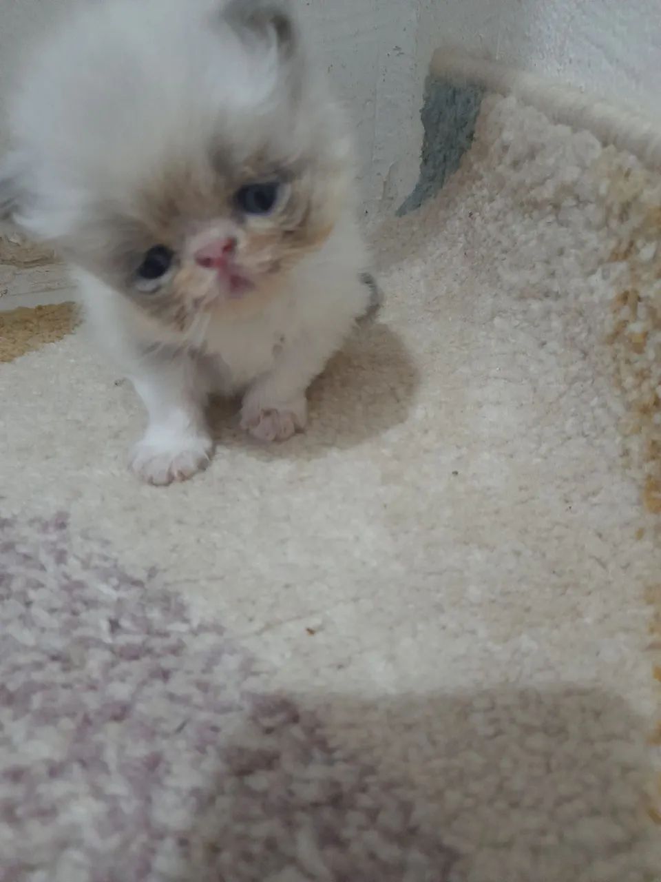 Lindos  gatos  persa  Himalaia  - Foto 5