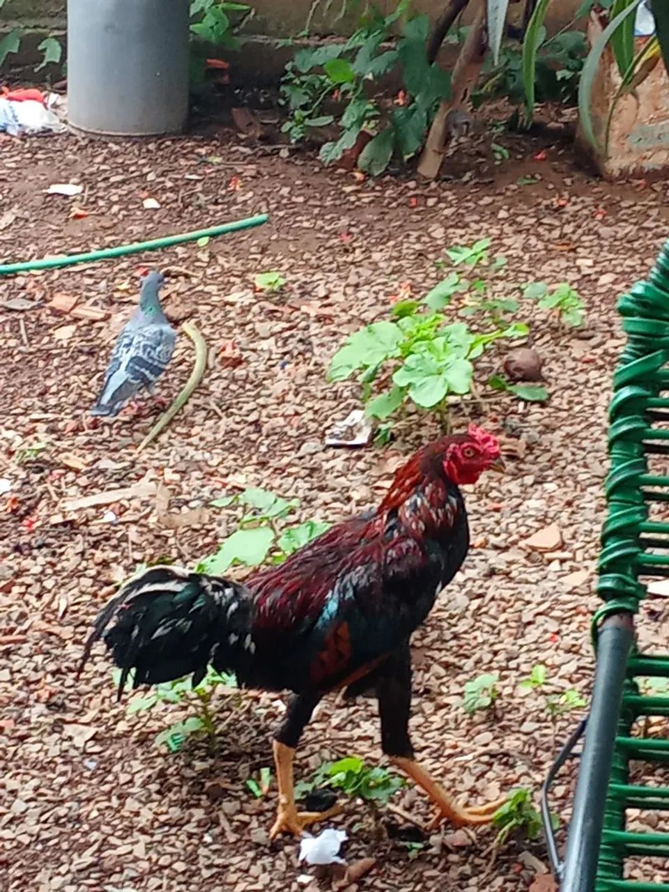 Frango indio - Foto 2
