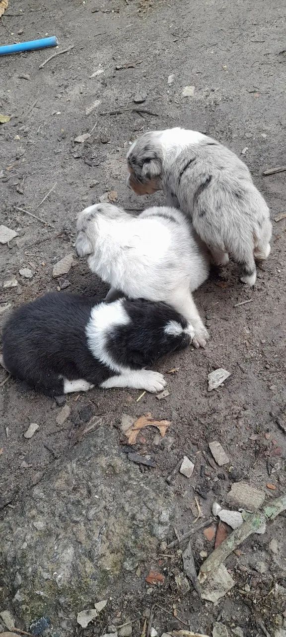 Filhote de border Collie merle - Foto 5