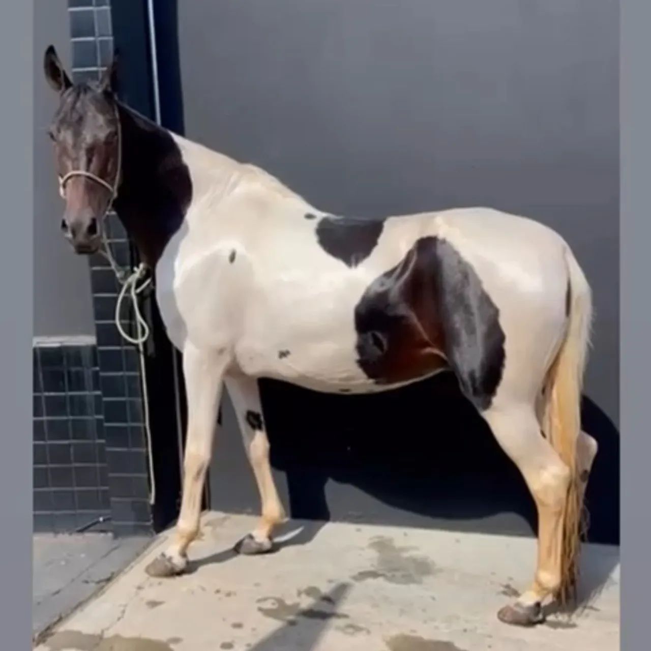 Égua pampa homozigoto 