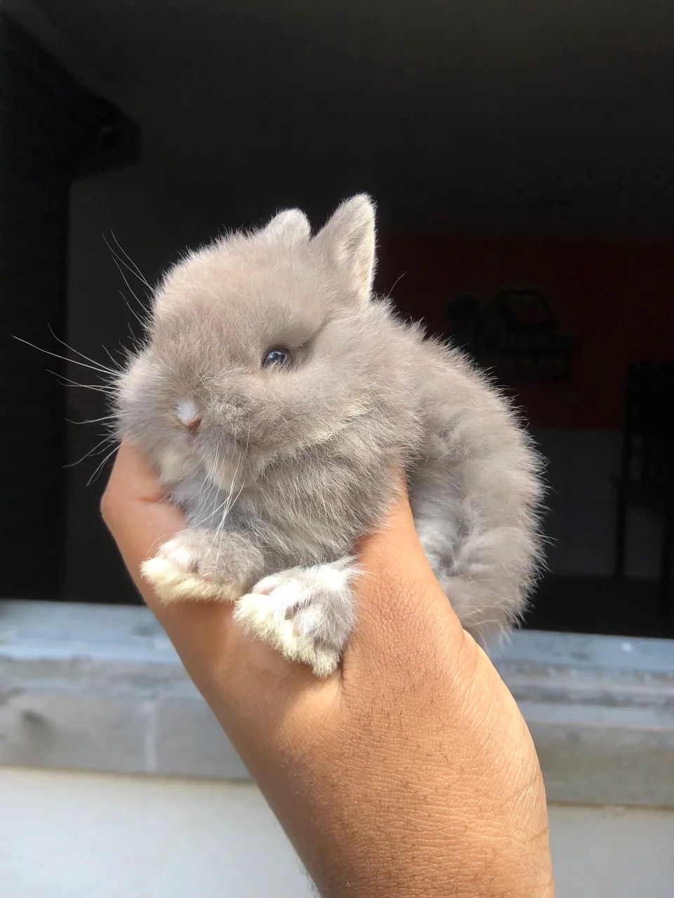 Filhote de coelho anão da raça netherland dwarf linhagem importada, macho 