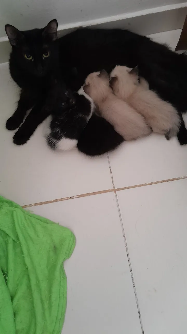 Gatinhos filhotes para adoção