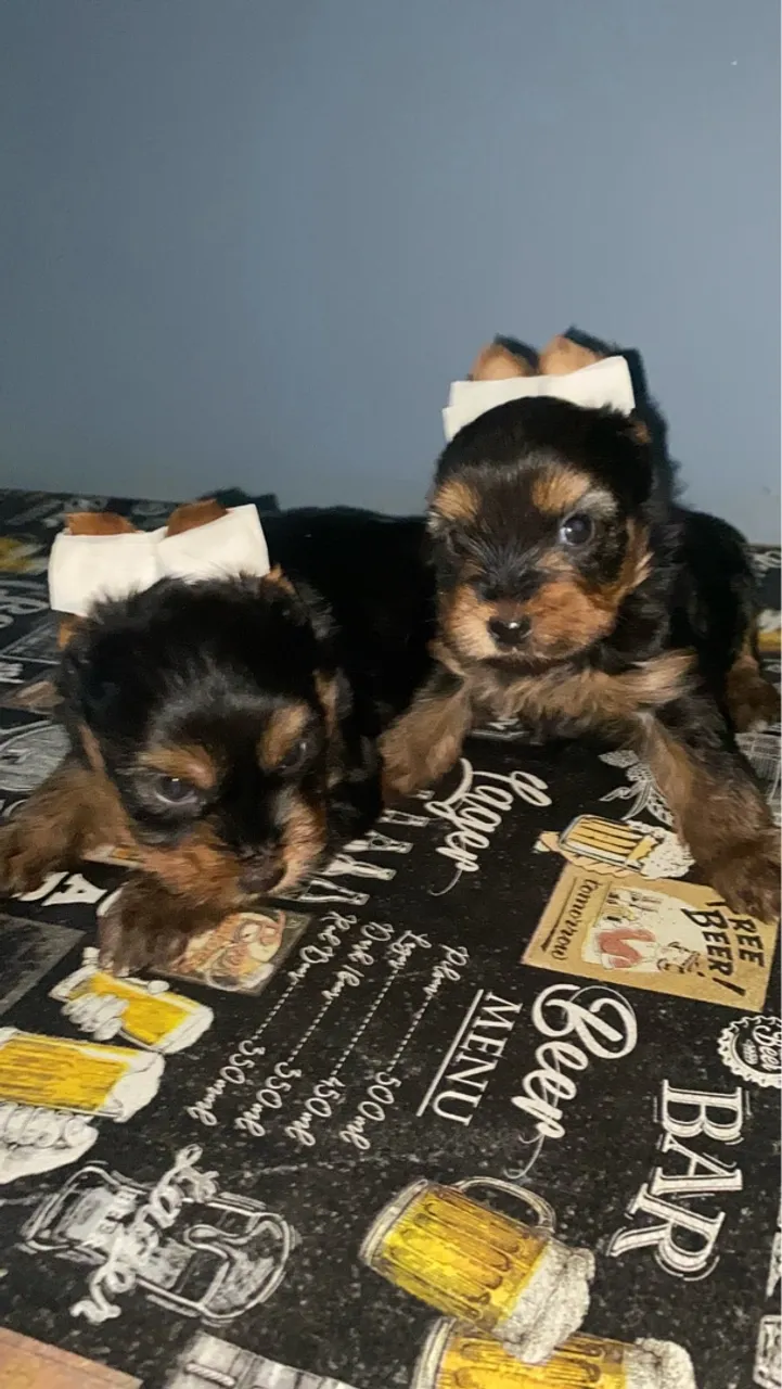 Filhotes de Yorkshire Terrier machos