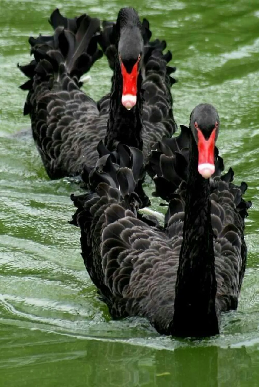 Vende-se uma fêmea de Cisne Negro