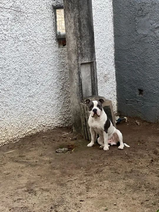 American Bully macho e vira lata fêmea  - Foto 6