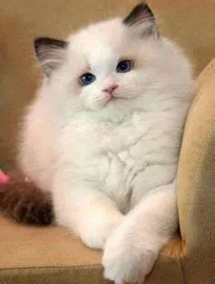 Ragdoll -- Gato com desconto !