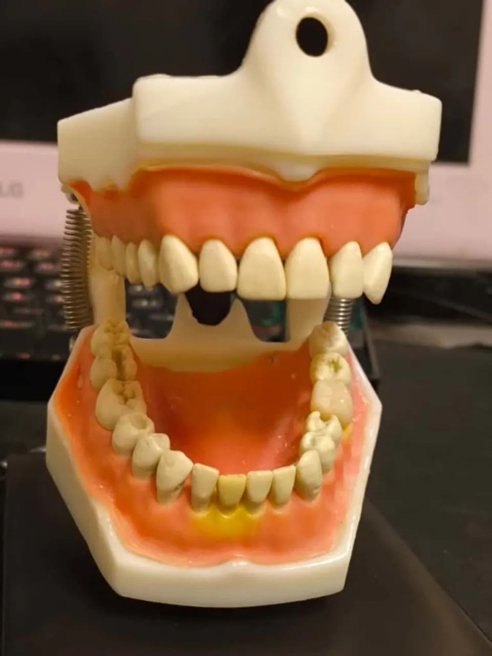 Manequim Dentística com dentes reservas para troca