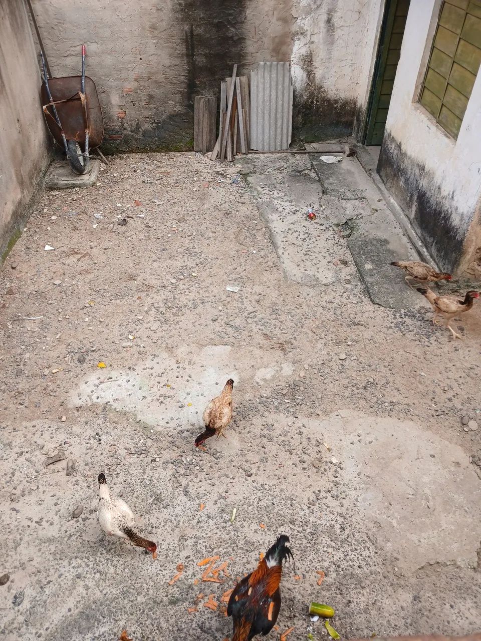 Galo é galinha de raça  - Foto 3