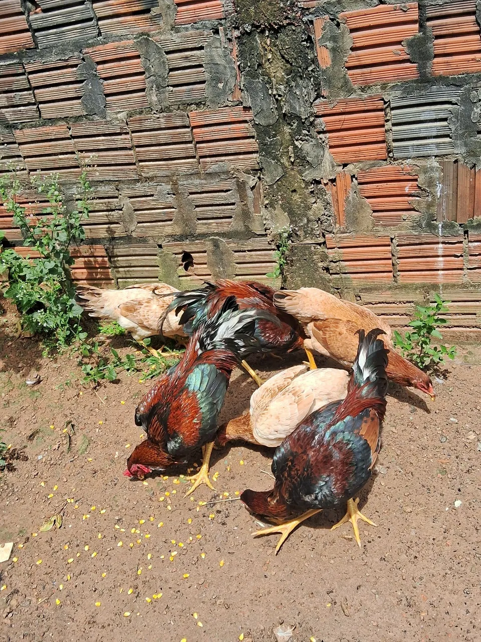 Galinhas Caipiras - Rústicas e Saudáveis