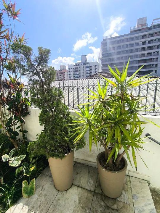 Pinheiro + Vaso cultivado há 10 anos - Foto 4