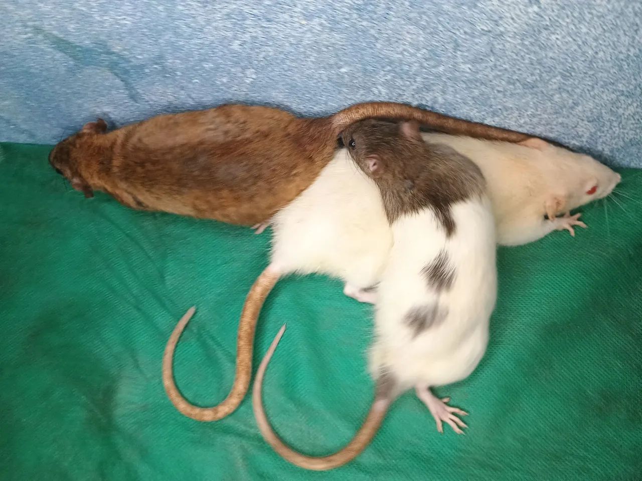 Rato branco disponível para adoção - Foto 2