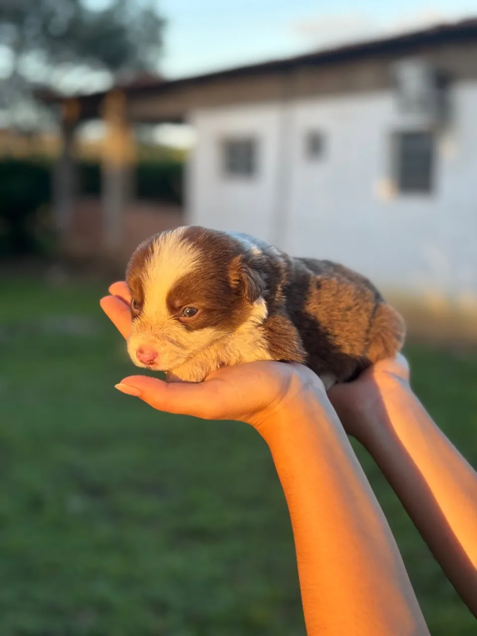 Filhote de Border Collie