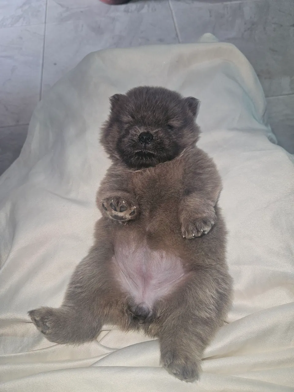 Filhotes Chow-Chow  PARA VENDA ENTREGAMOS NO LOCAL SE NECESSÁRIO 