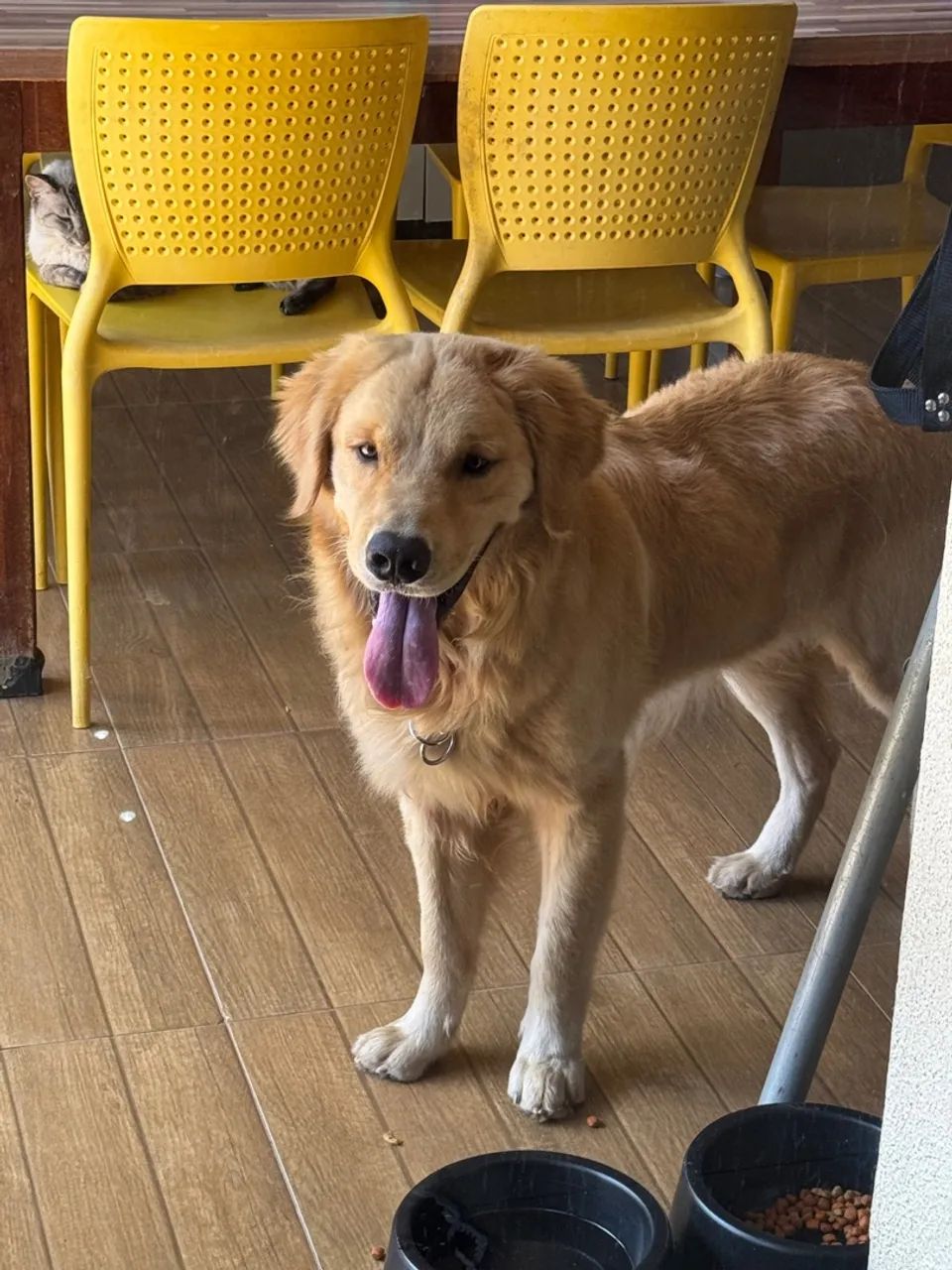 Procura-se namorada Golden Retriever Macho (Puro com pedigree)  - Foto 2