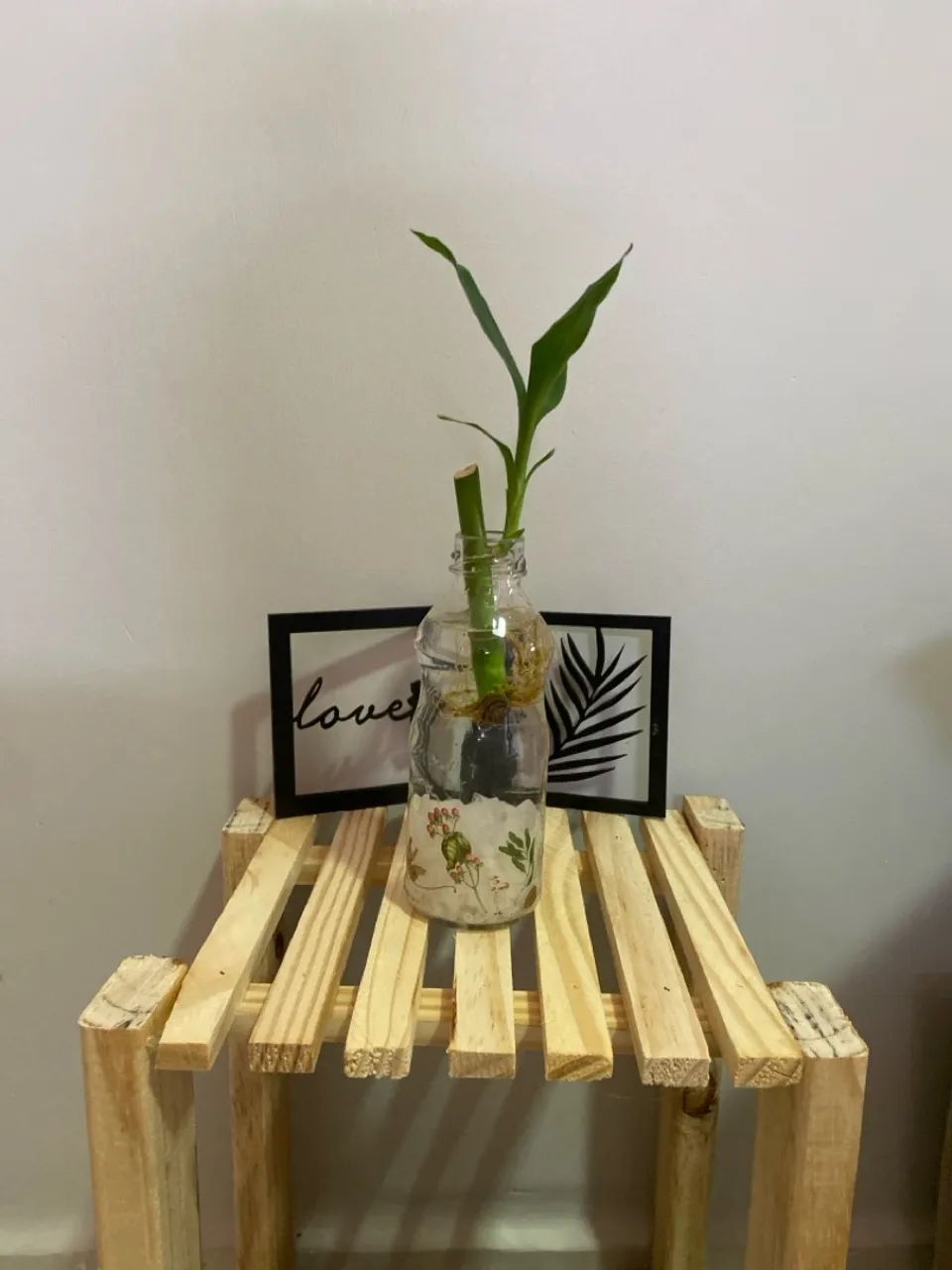 Planta Bambu da Sorte em Vaso Decorativo