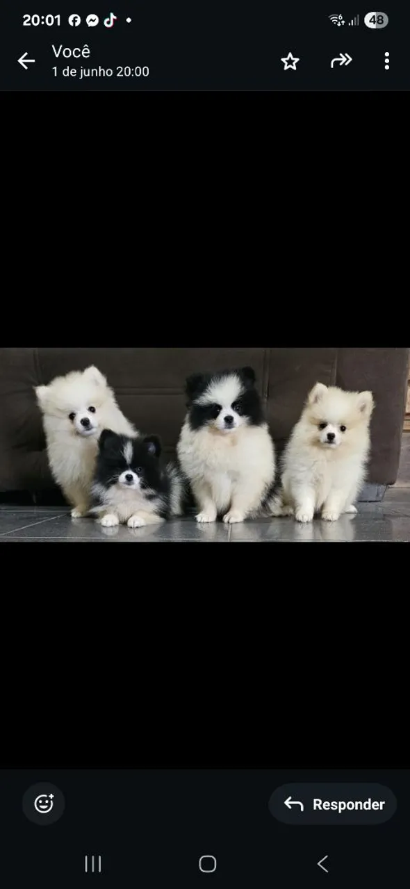 Filhotes de Spitz Alemão disponíveis