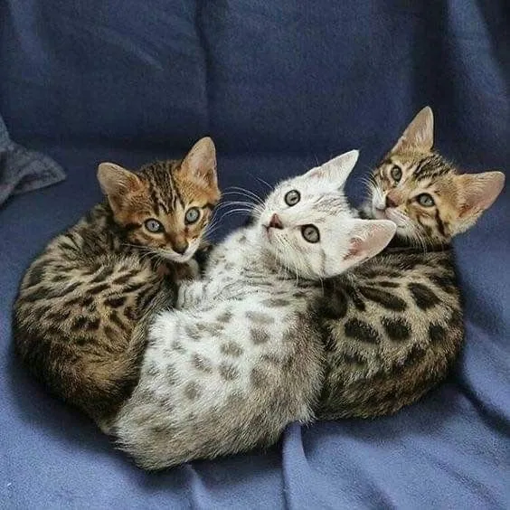 Filhotes de gato bengal - Pelagem Selvagem e Temperamento Doce!