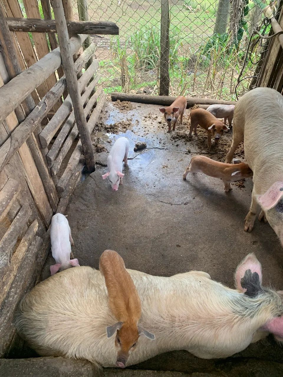 Porcos para engorda  - Foto 5