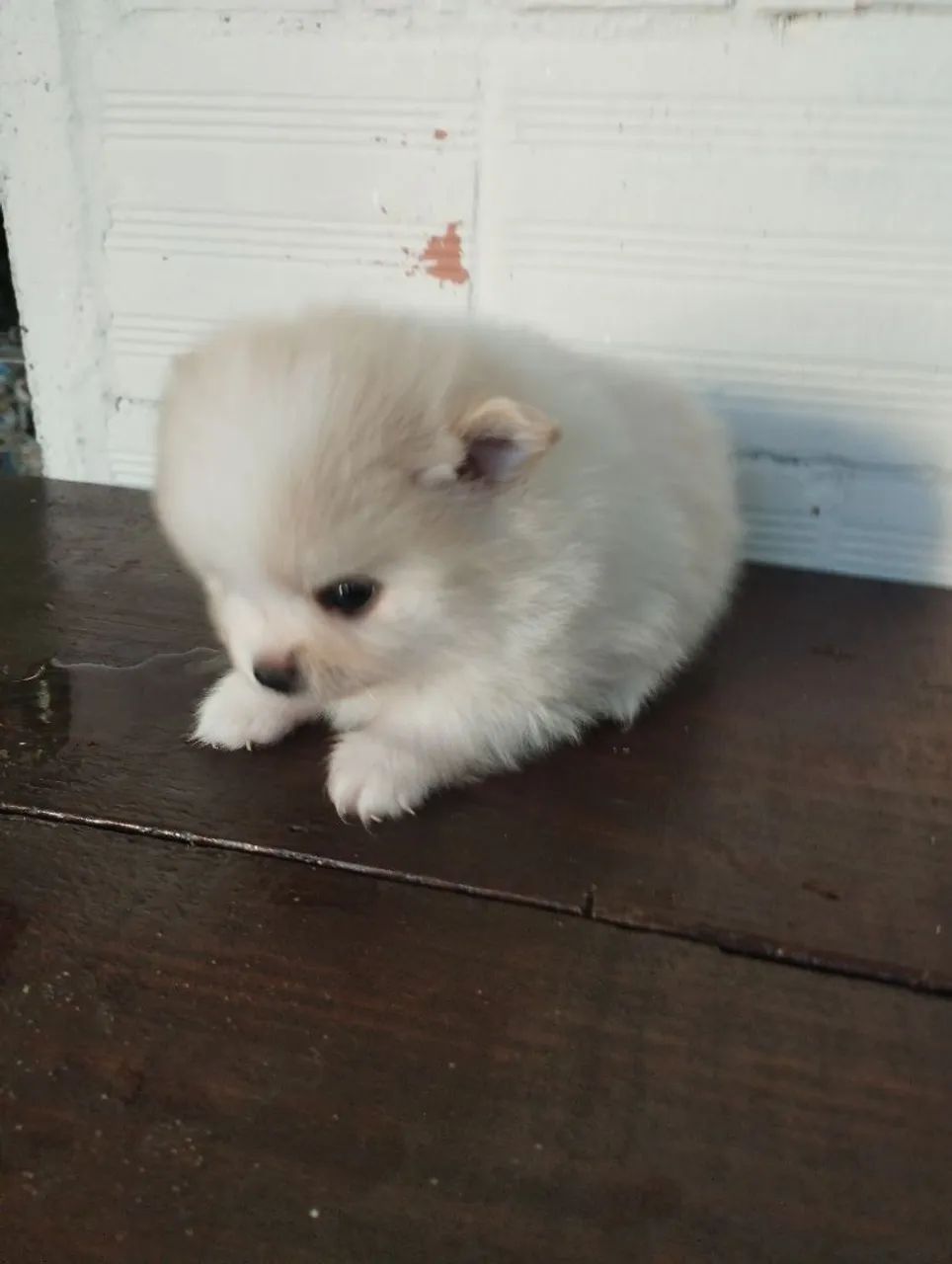 Lulu da Pomerânia Filhote (pais anões) - Foto 5