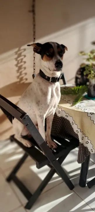 Cachorro para adoção