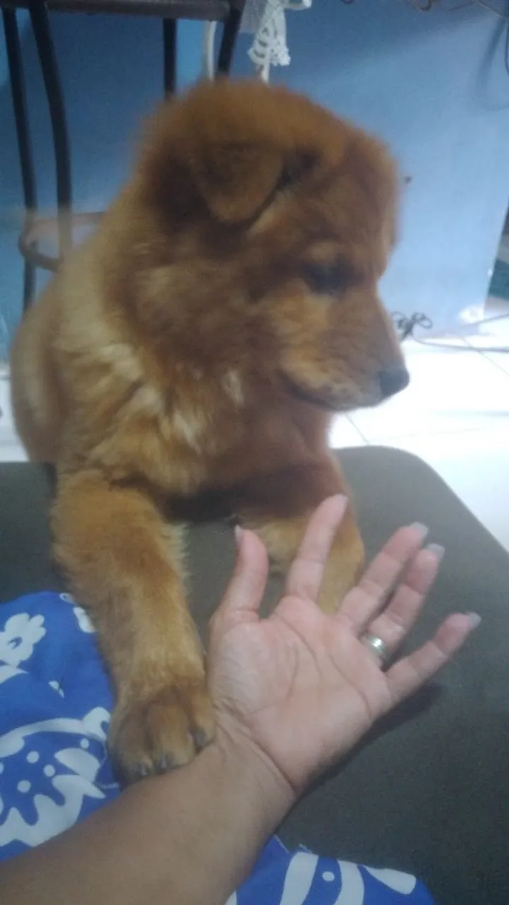 Chow-Chow linda