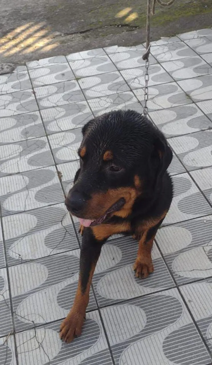 Rottweiler Macho - Porte Imponente e Leal