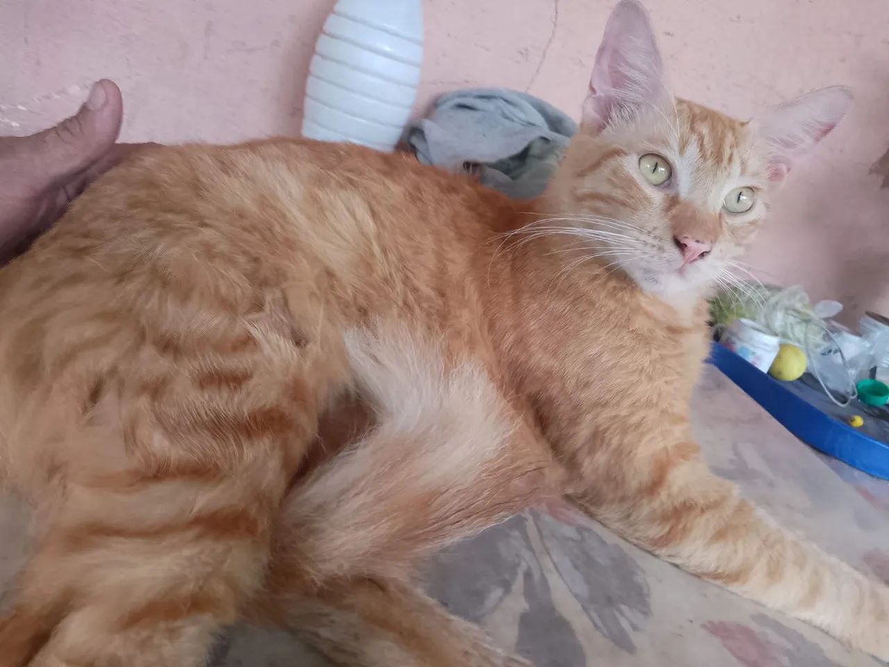 Doação de gatinhos  - Foto 2