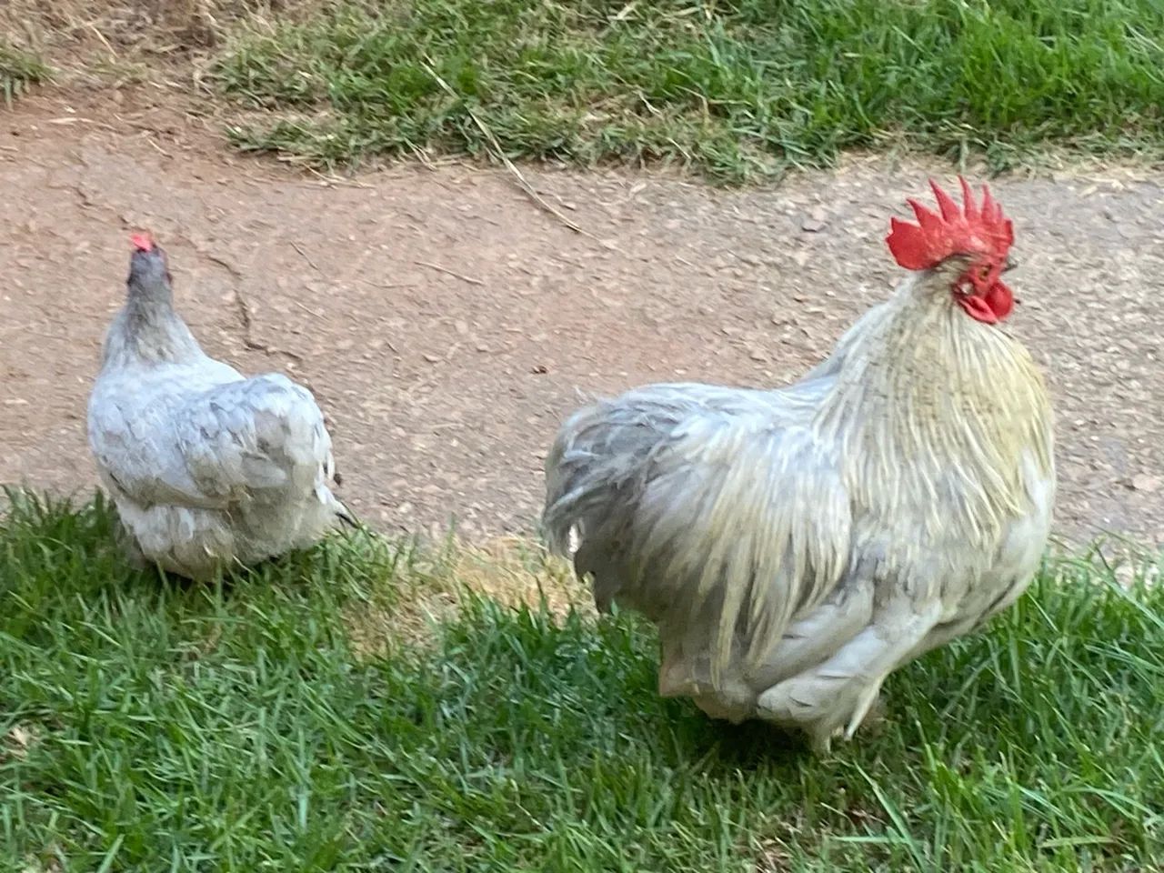 Casal de Galinha da Raça Mine Cochin Lavanda - Foto 4