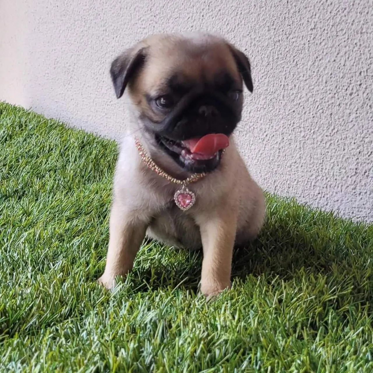 Lindas Meninas Pug 