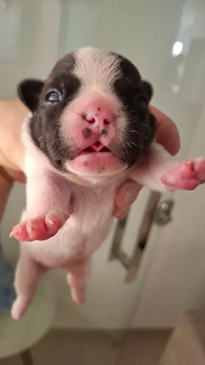 Vendo filhote buldogue francês  - Foto 5
