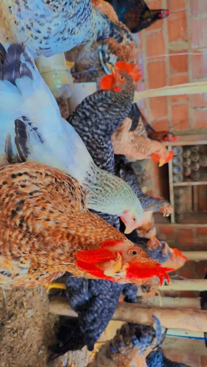 Galinhas Caipirão  - Foto 3