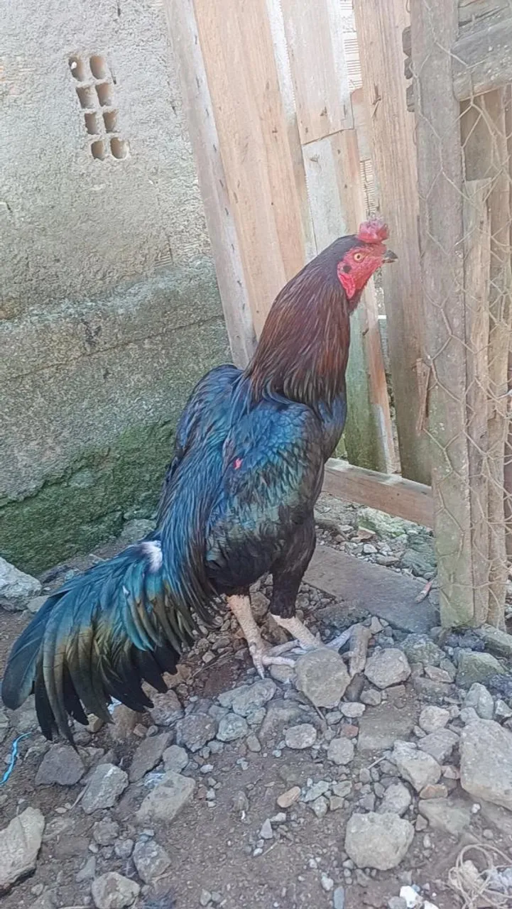 Galo indio canela branca