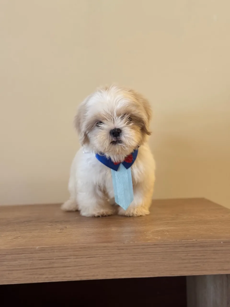 Shih Tzu filhote - lindo e brincalhão