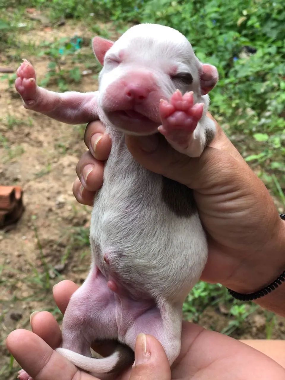 Filhote Pitbull Recém Nascido - Disponível para Reserva - Foto 5