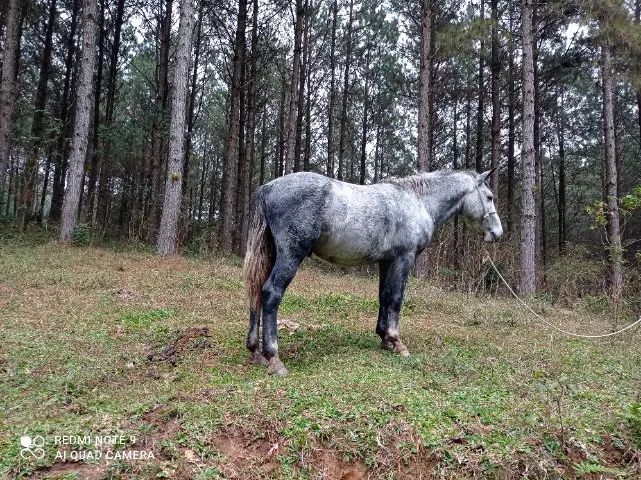 Potro campeiro com campolina. - Foto 2
