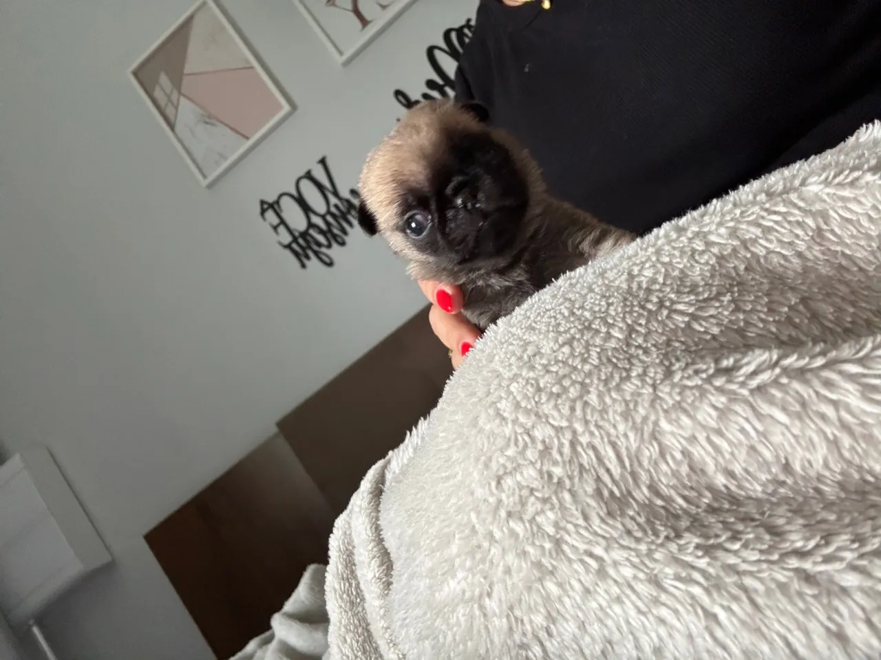 ? VENDE-SE FILHOTE DE PUG ?