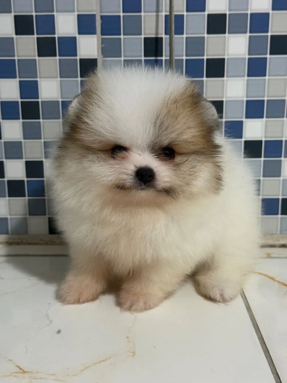 Lulu-anão  - Foto 2