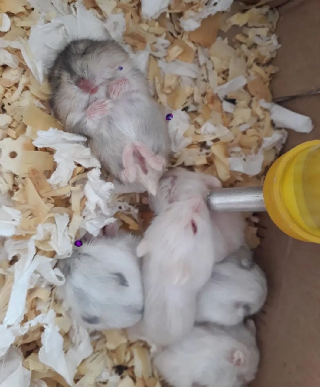 Filhotes de hamster para venda