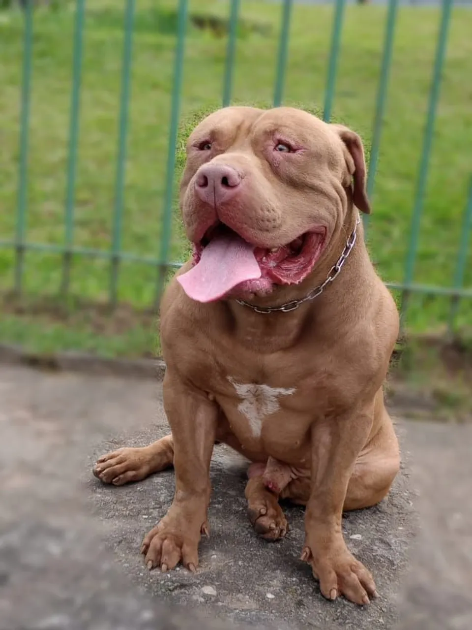 Filhotes American Bully XL