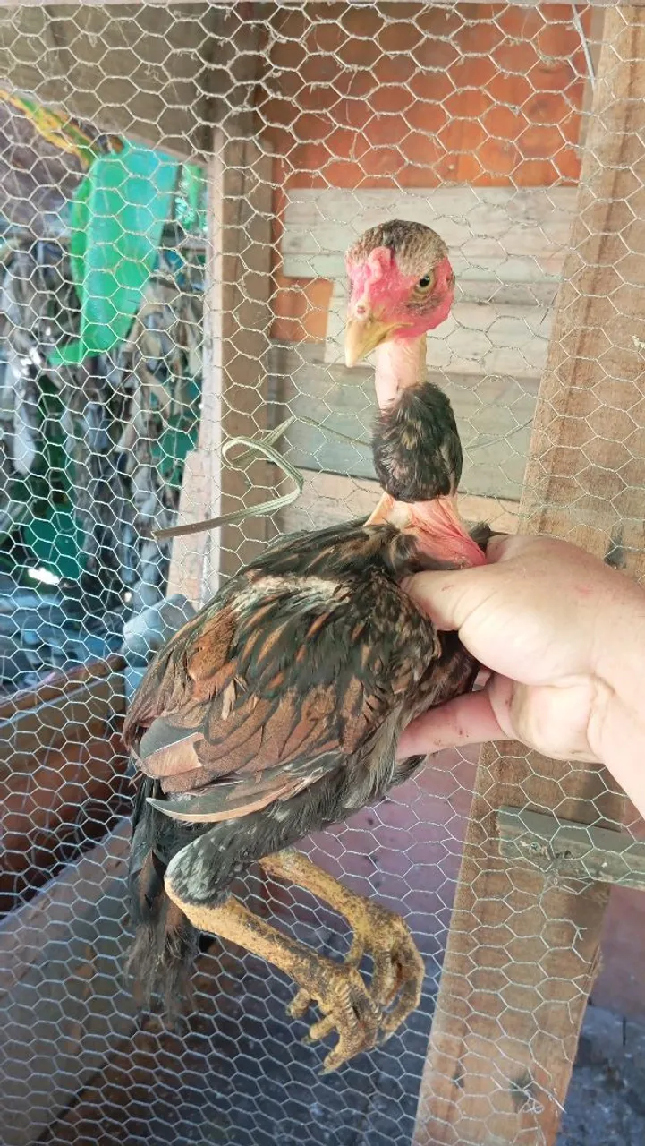 Frango Índio polaco