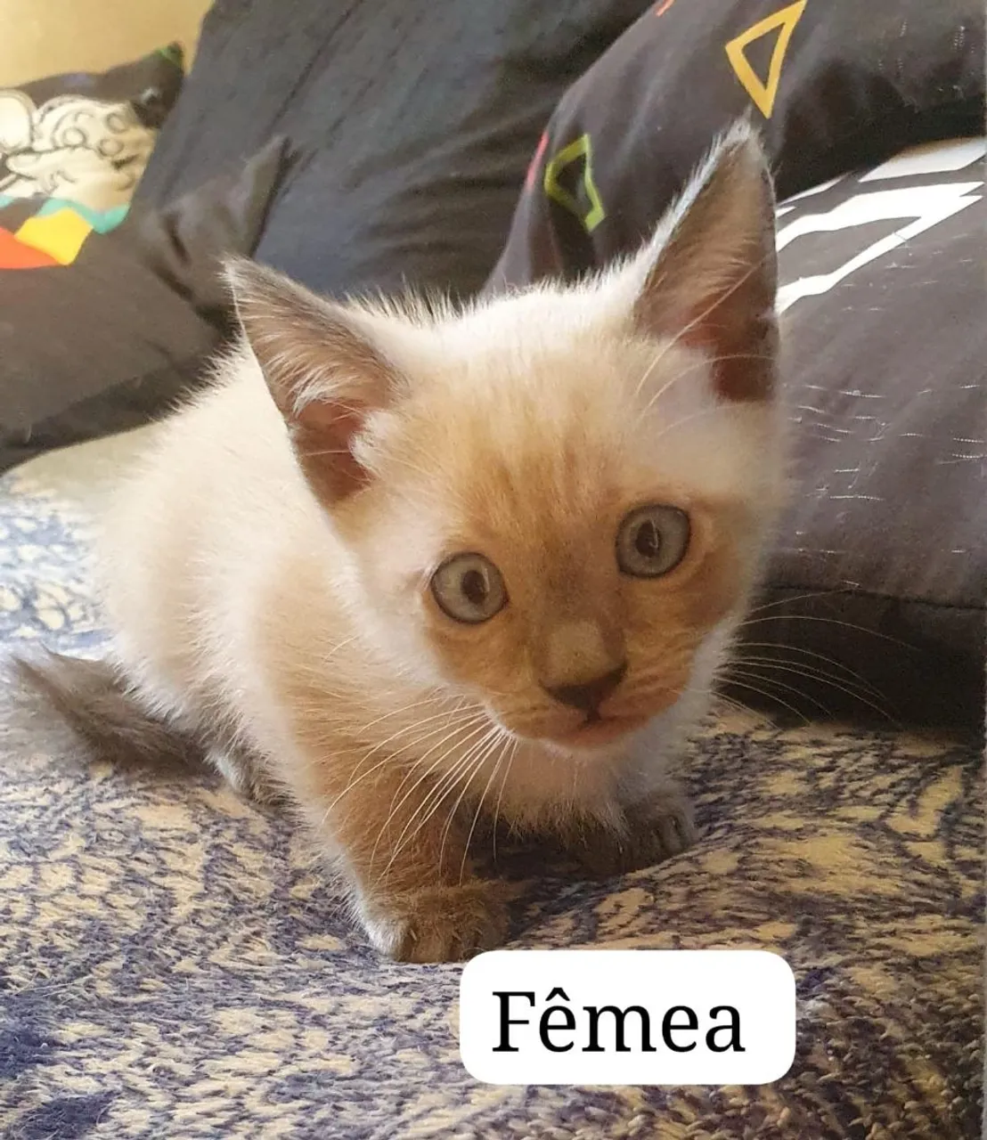 Gatinhos para adoção