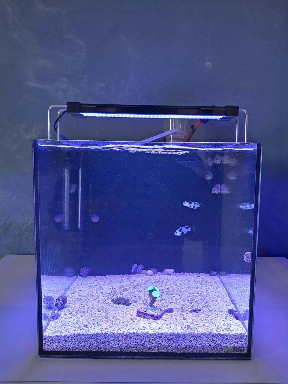 Aquário BOX FISH 36L Completo, novo 