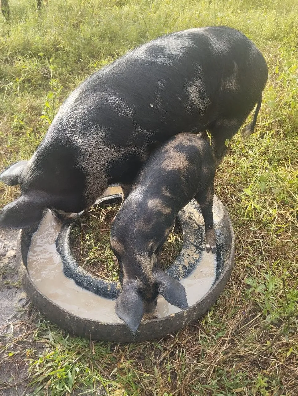 Porca e bacurinha