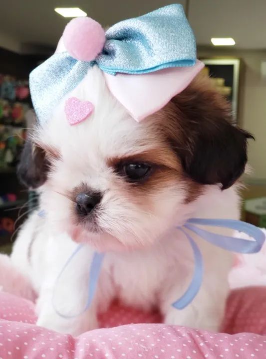 Shihtzu fêmia , venha buscar seu filhotinho