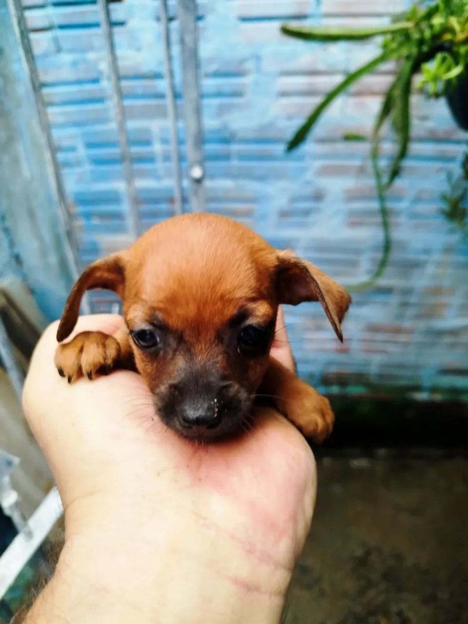 Filhote de Pinscher femeas - Foto 3